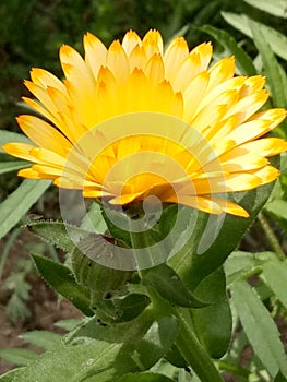 MarigoldPlants photo